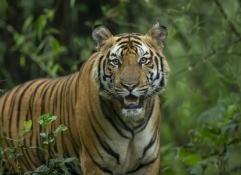 Ranthambore, Ranthambore Tiger Safari, Golden Triangle India, Golden Triangle tour